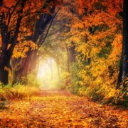 A path through an autumn forest blazing with color and an Opening of light at the end of the path.