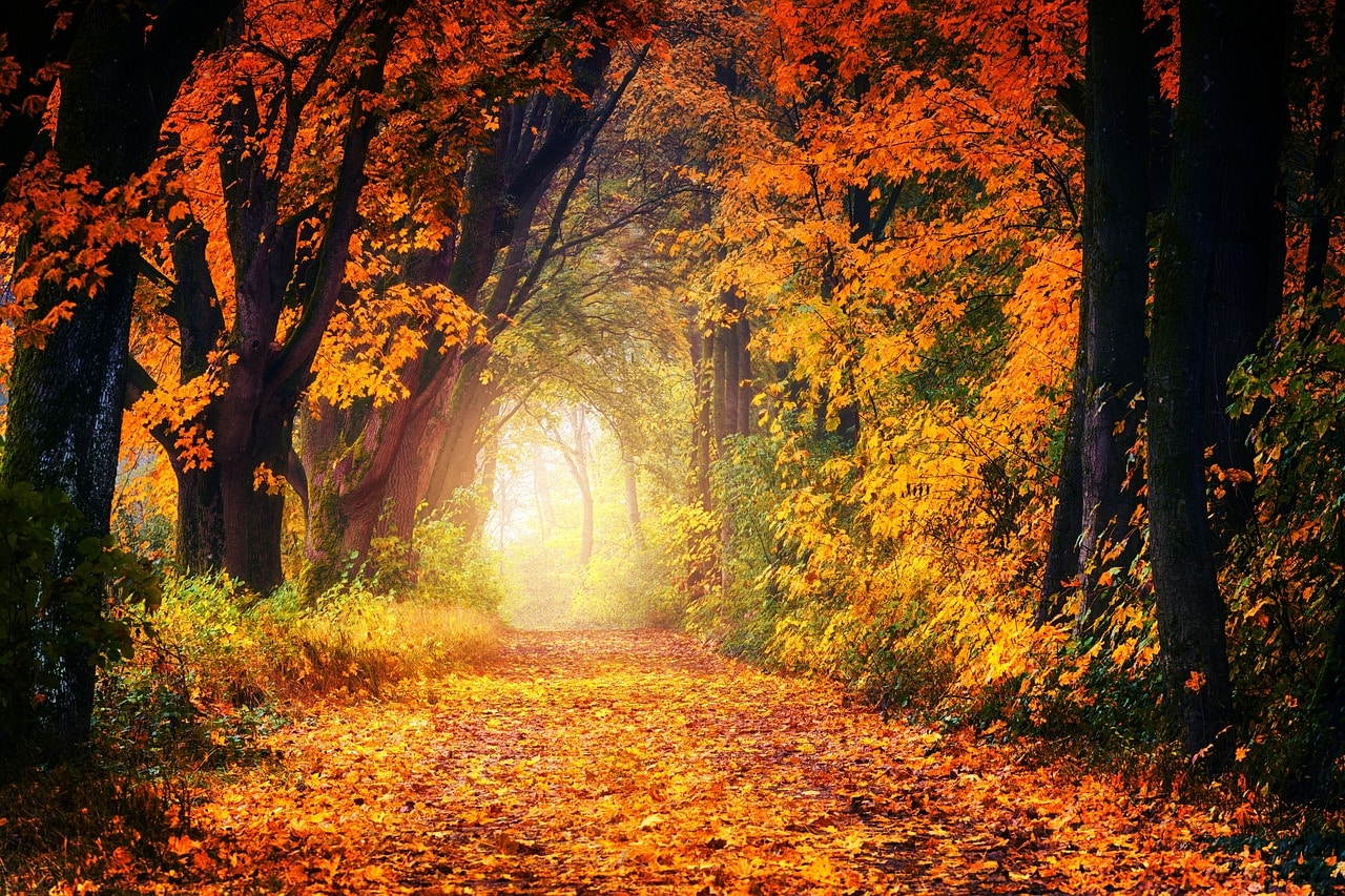 A path through an autumn forest blazing with color and an Opening of light at the end of the path.