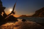 At twilight a gull flies with the setting sun in the background.