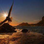 At twilight a gull flies with the setting sun in the background.