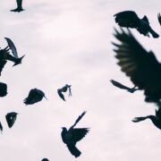 Crows in gray sky in discordant formation