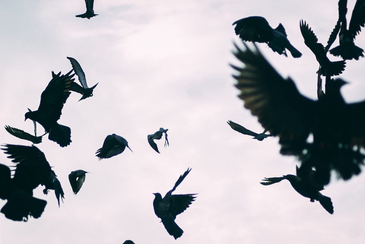Crows in gray sky in discordant formation