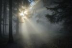 An opening in a forest with fog and sunbeams.