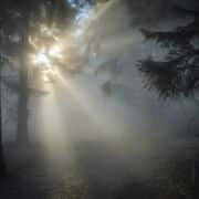 An opening in a forest with fog and sunbeams.