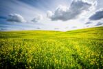Bright sky and open field with small yellow flowers