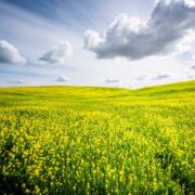 Bright sky and open field with small yellow flowers