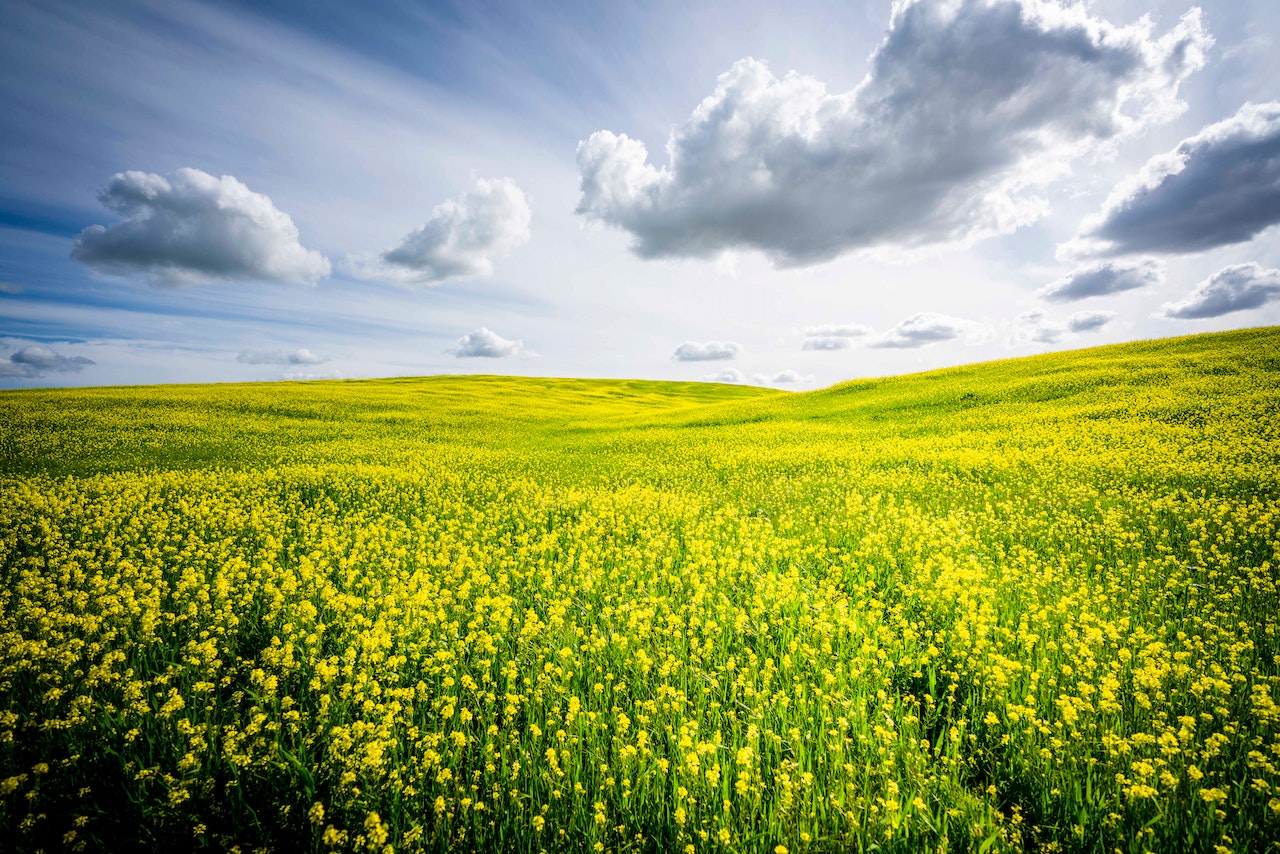 Bright sky and open field with small yellow flowers