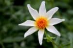 Close up of a dahlia flower against a background of green leaves