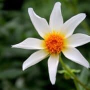Close up of a dahlia flower against a background of green leaves