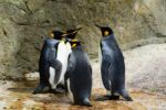 a group of penguins standing near a rock wall