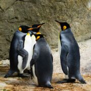 a group of penguins standing near a rock wall