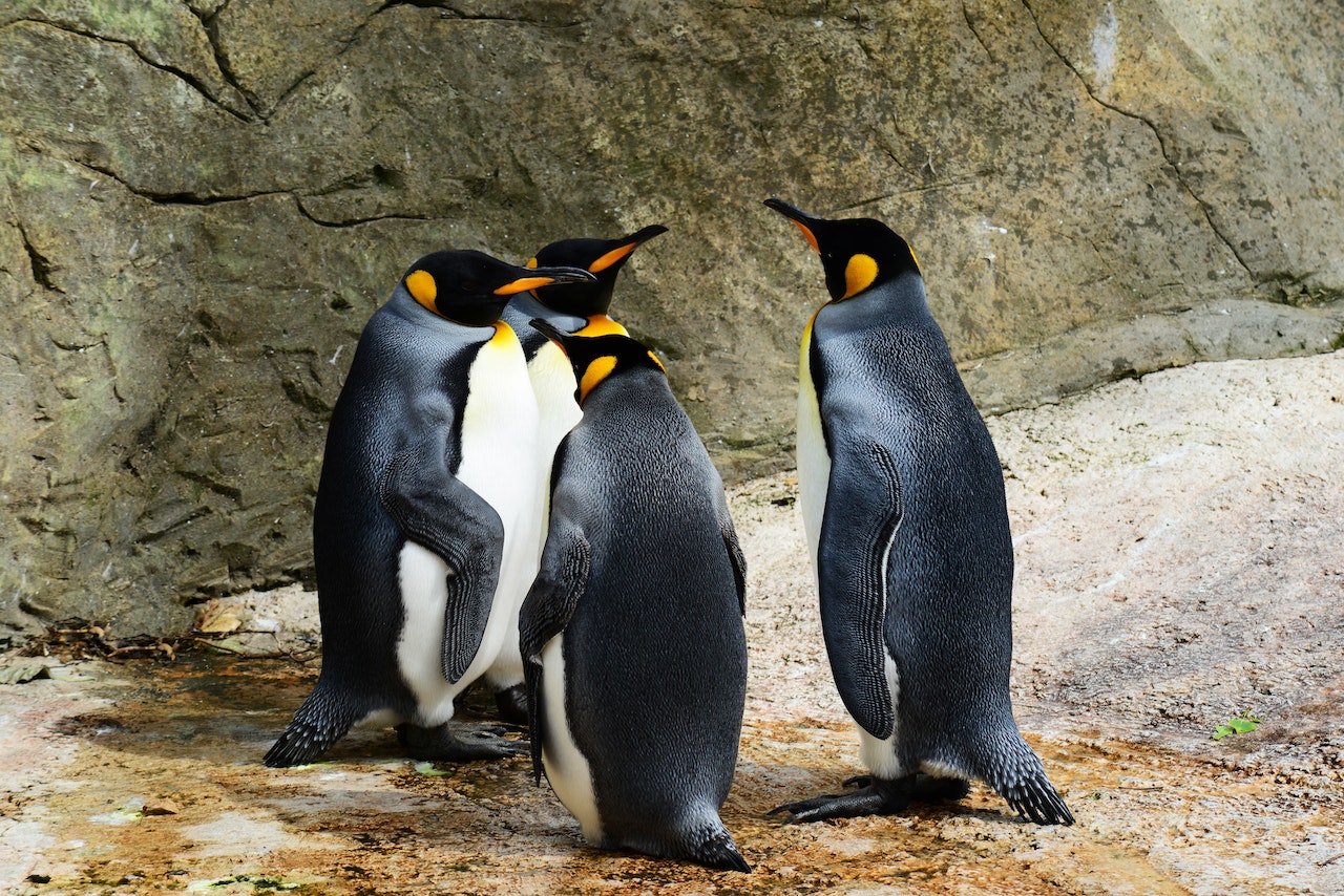 a group of penguins standing near a rock wall
