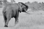 black and white photo of an elephant walking away