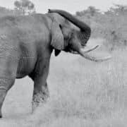 black and white photo of an elephant walking away