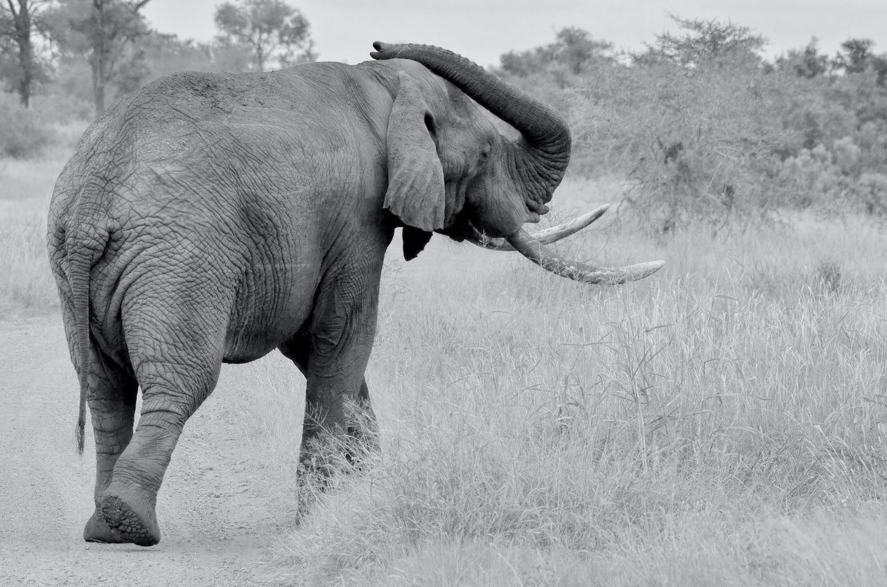 black and white photo of an elephant walking away