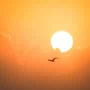A sunset in the clouds, orange and yellow tones, with no land and the silhouette of a bird flying.