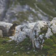 A brown beaver standing on a rock in a green landscape