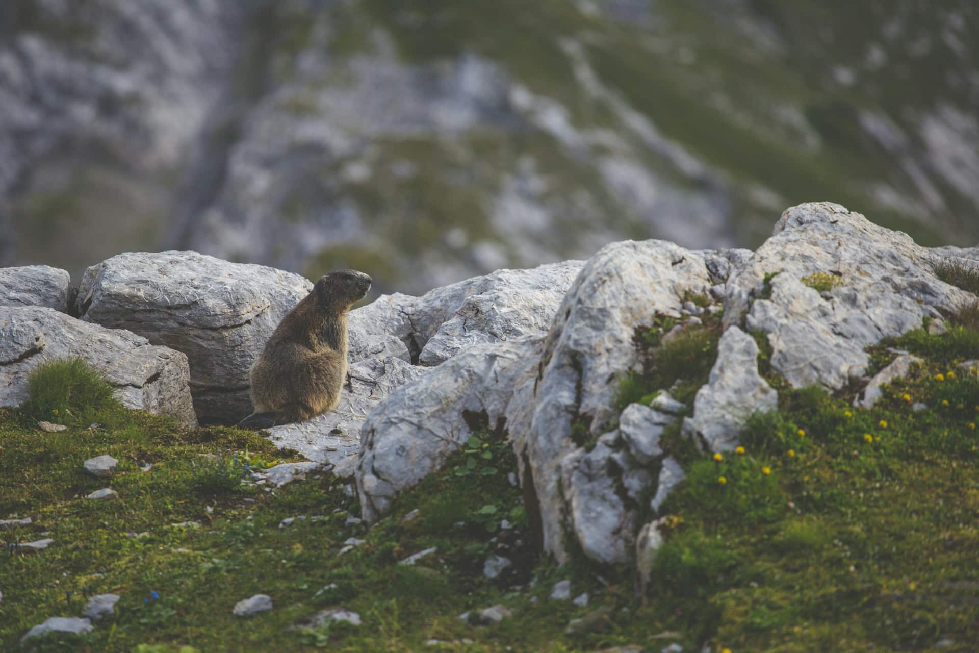A brown beaver standing on a rock in a green landscape