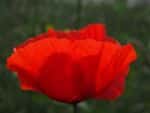 A red cornflower opening against green background.