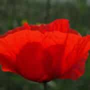 A red cornflower opening against green background.