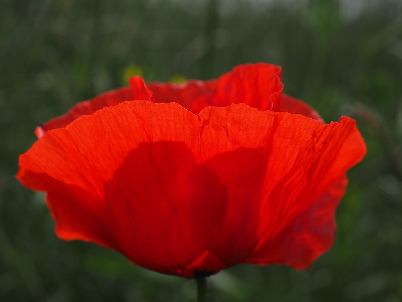 A red cornflower opening against green background.