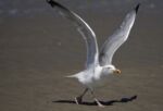 Seagull on beach with wings up preparing for flight.