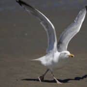 Seagull on beach with wings up preparing for flight.
