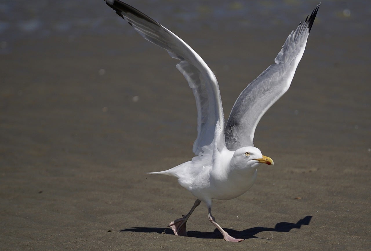 Seagull on beach with wings up preparing for flight.