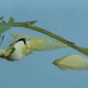 Two green cocoons (one within butterfly starting to emerge) on a green branch with a sky blue background.