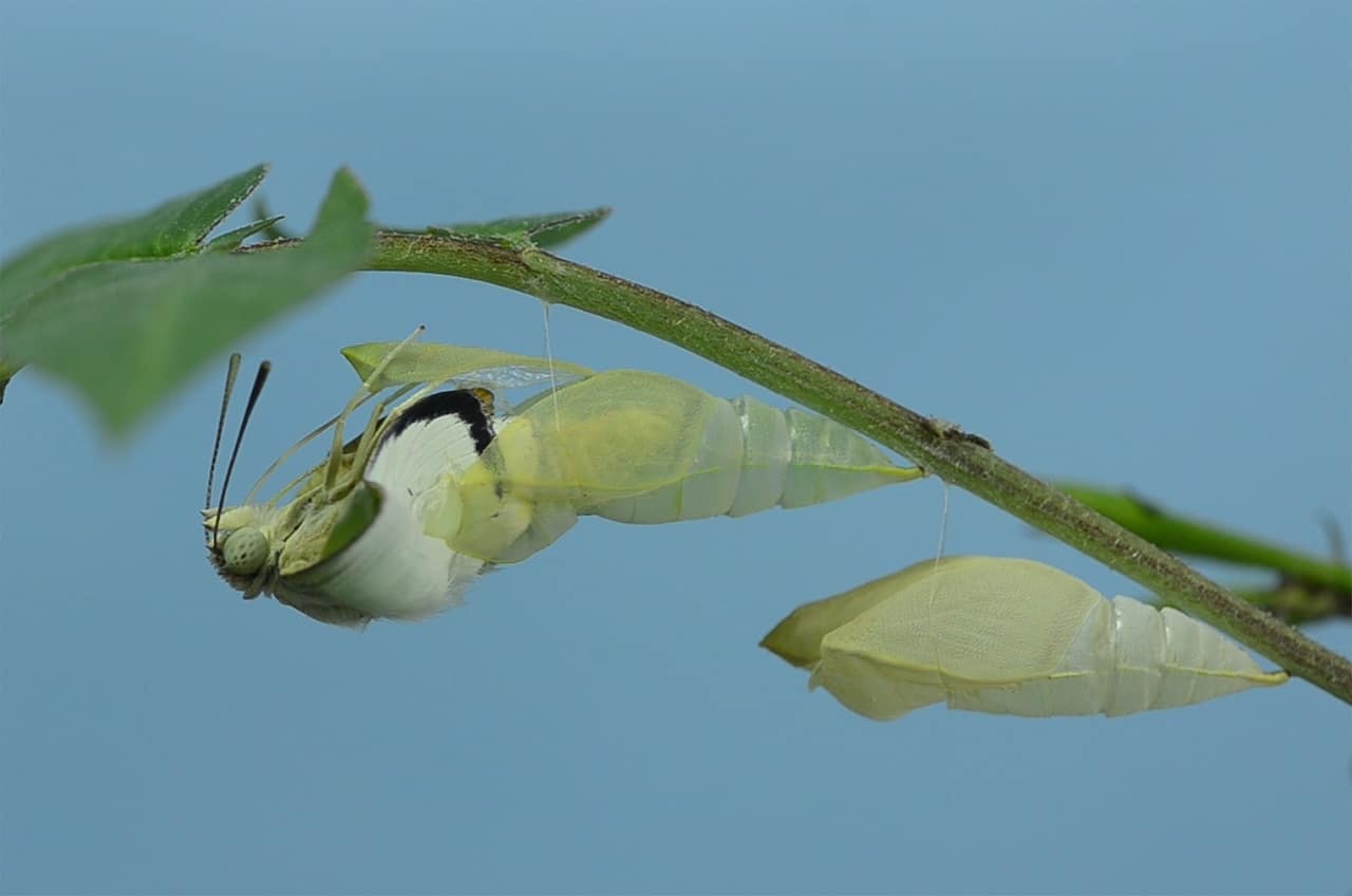 Two green cocoons on a branch with a sky blue background.