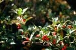 A green and red holly bush lit by the sun.