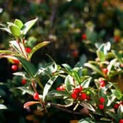 A green and red holly bush lit by the sun.