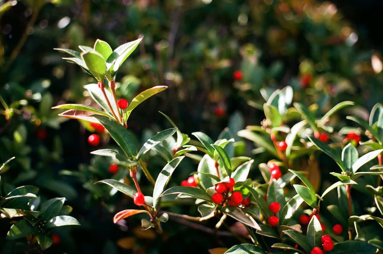 A green and red holly bush lit  by the sun.