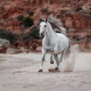 Majestic horse, with mane flowing, running on sand near red rocks.