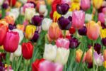 Colorful tulips of many colors - red, yellow, white and purple with green stems and leaves.