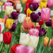 Colorful tulips of many colors - red, yellow, white and purple with green stems and leaves.
