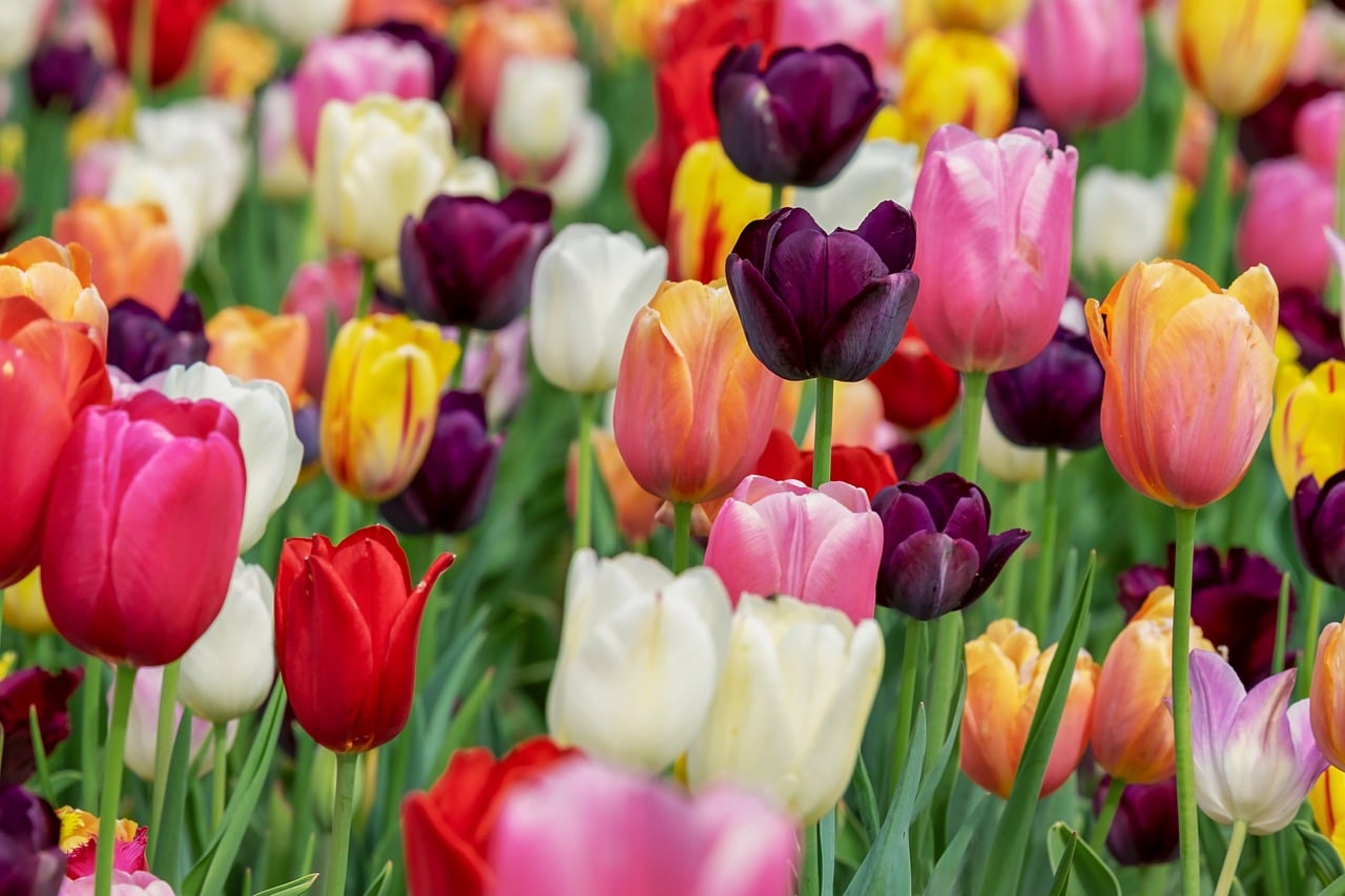 Colorful tulips of many colors - red, yellow, white and purple with green stems and leaves.
