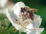 Close-up of a bee getting nectar from a beautiful white flower.