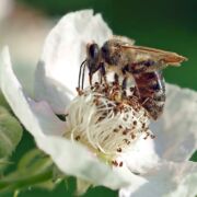Close-up of a bee getting nectar from a beautiful white flower.