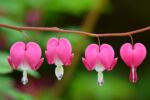 Beautiful pink and white teardrop flowers that are shaped like a heart