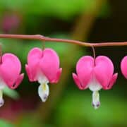 Beautiful pink and white teardrop flowers that are shaped like a heart