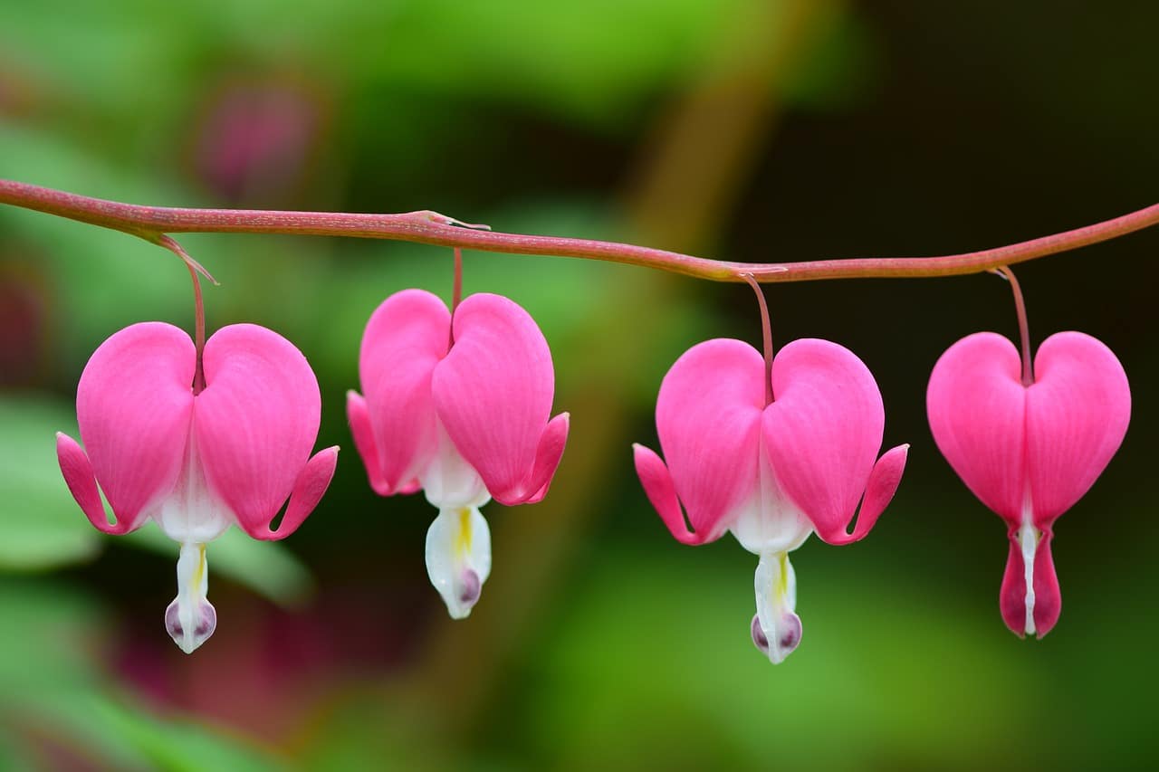 Beautiful pink and white teardrop flowers that are shaped like a heart
