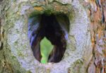 A hole in a tree with many layers, open to teh other side.