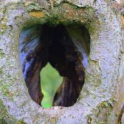 A hole in a tree with many layers, open to teh other side.