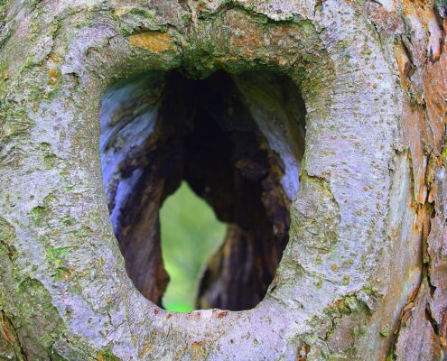 A hole in a tree with many layers, open to teh other side.