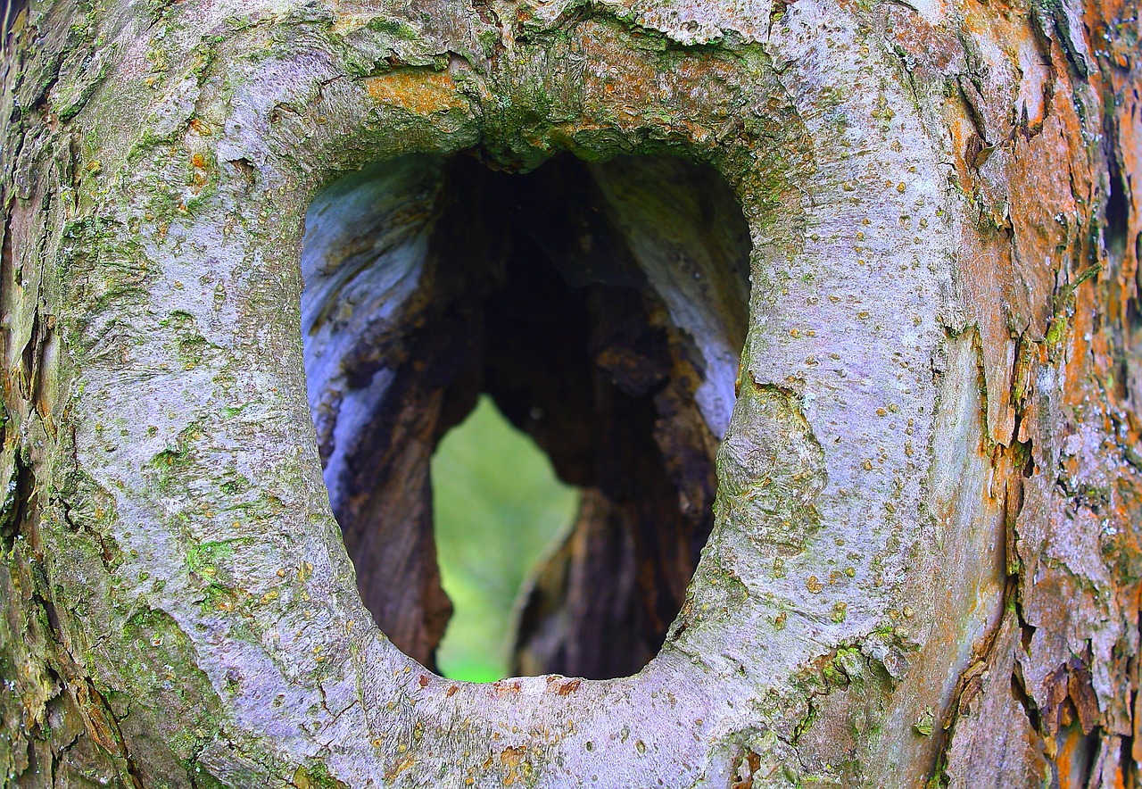 A hole in a tree with many layers, open to teh other side.