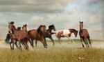 Eight wild horses in various positions of movement