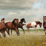 Eight wild horses in various positions of movement