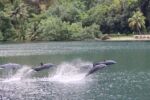 Dolphins leaping in water near a shore with sand and green bushes