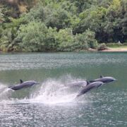 Dolphins leaping in water near a shore with sand and green bushes